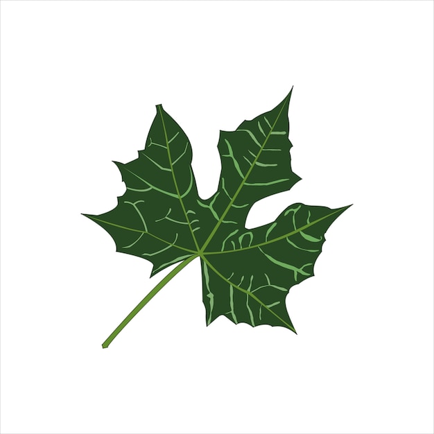 Gedi groen blad vector plat ontwerp grafisch illustratie 2d hd