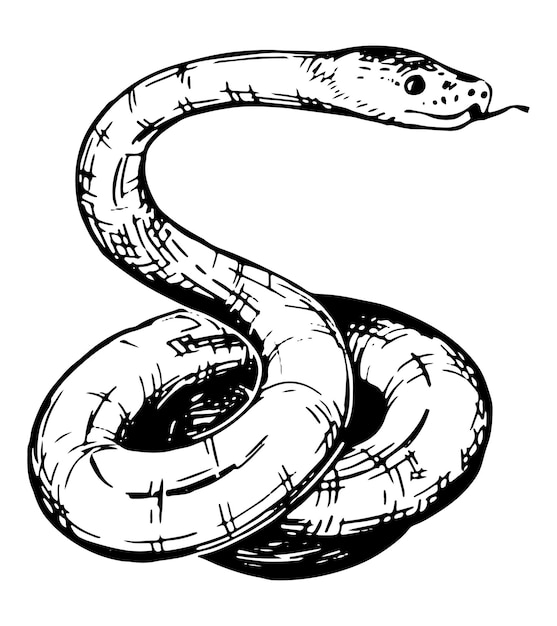 Gedraaide slangschets Realistische inkttekening van wild dierlijk reptiel Hand getrokken vectorillustratie Retro clipart voor decor dat op wit wordt geïsoleerd