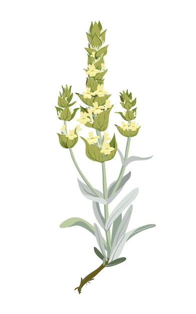 Gedroogde Turkse adatea Sideritis vector