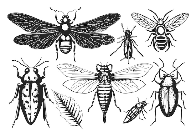 Gegraveerde en handgetekende illustraties van verschillende insecten