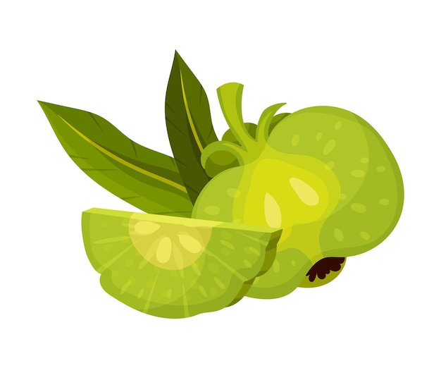 Gehalveerde Garcinia Cambogia Fruit die eruit ziet als een kleine groene pompoen Vector Illustratie