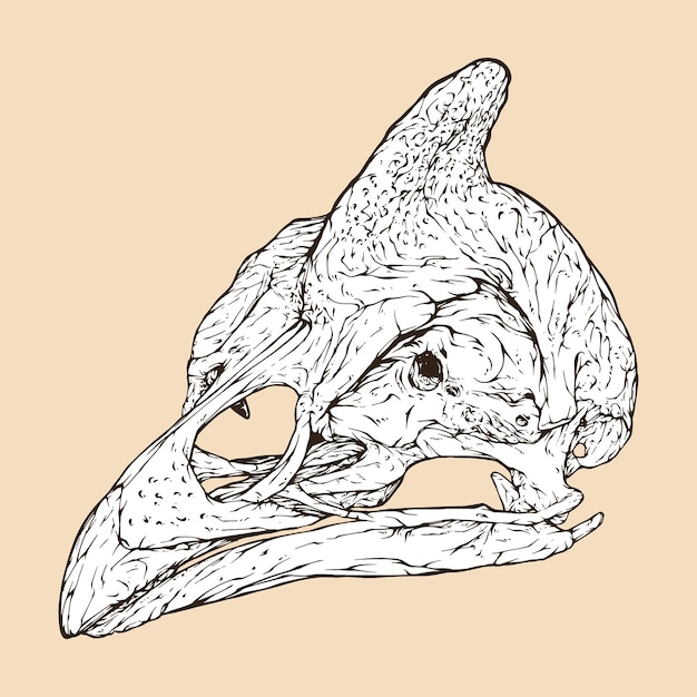 Gehelmde parelhoen schedel hoofd vectorillustratie