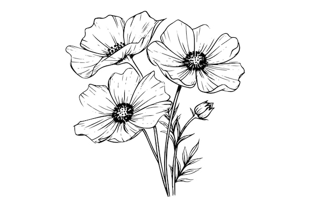 Vector geïsoleerd cosmea vector illustratie element zwart-wit gravure stijl inkt kunst