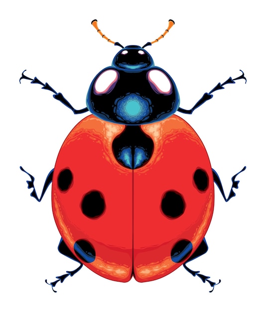 Vector geïsoleerd dier van de ladybug-vector van bovenaf