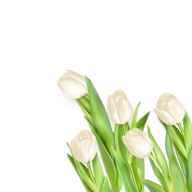 Geïsoleerd tulpenboeket op een witte achtergrond.