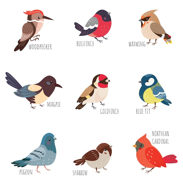 Geïsoleerde cartoon wintervogels Herfst vogelsoorten specht en bullfinch gele tit en duif Europese bos wilde en tuin vogel hedendaagse vector set