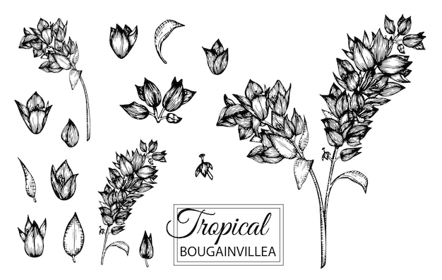 geïsoleerde illustratie van tropische bloem. Hand getrokken bougainvillea.