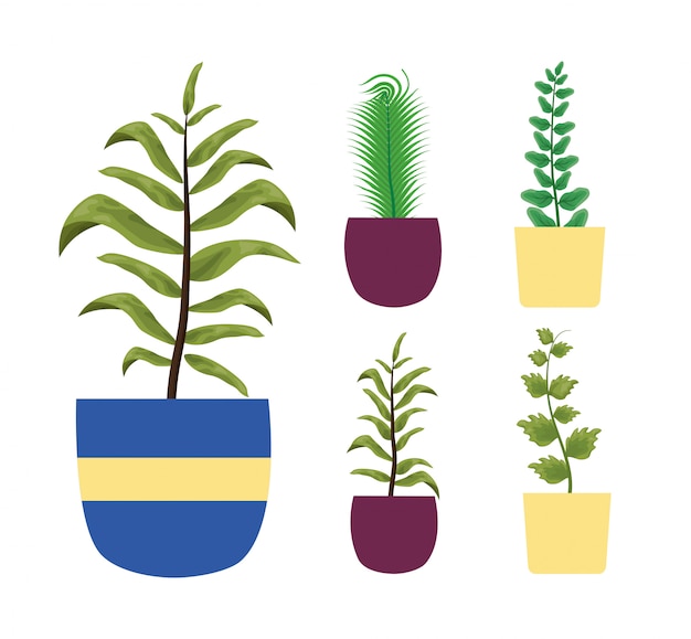 Geïsoleerde kamerplanten in potten vector