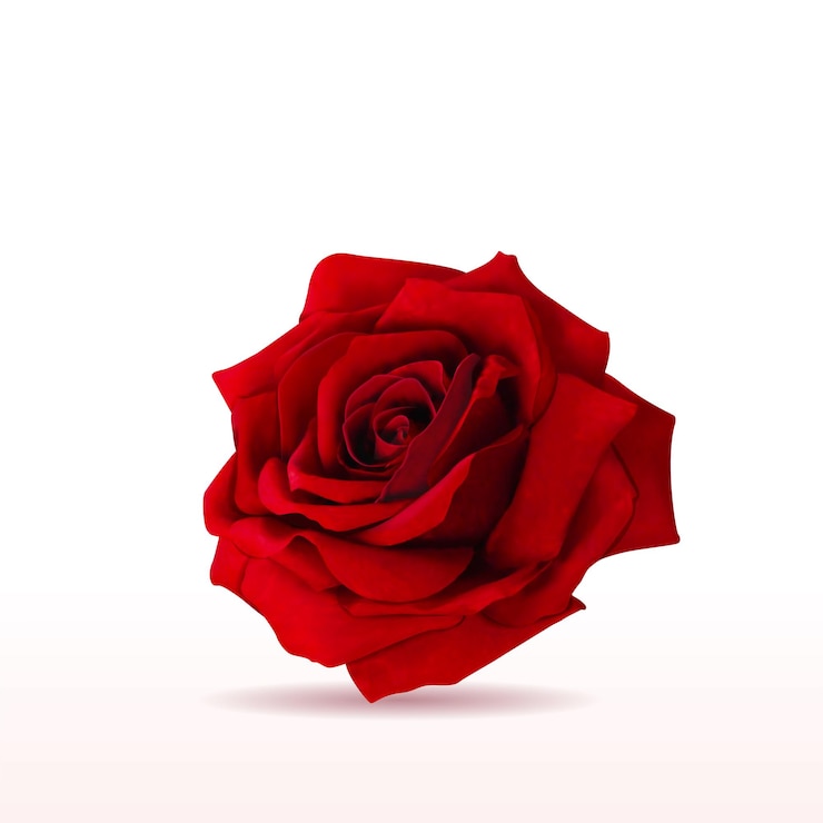 Vector geïsoleerde romantische roos