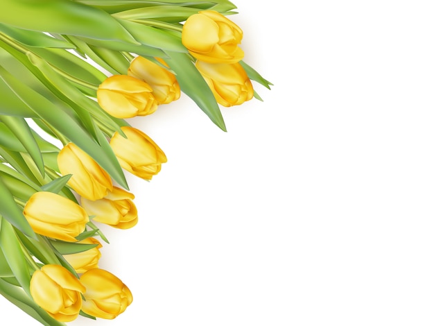 Geïsoleerde tulpenkaderregeling, op een witte achtergrond.