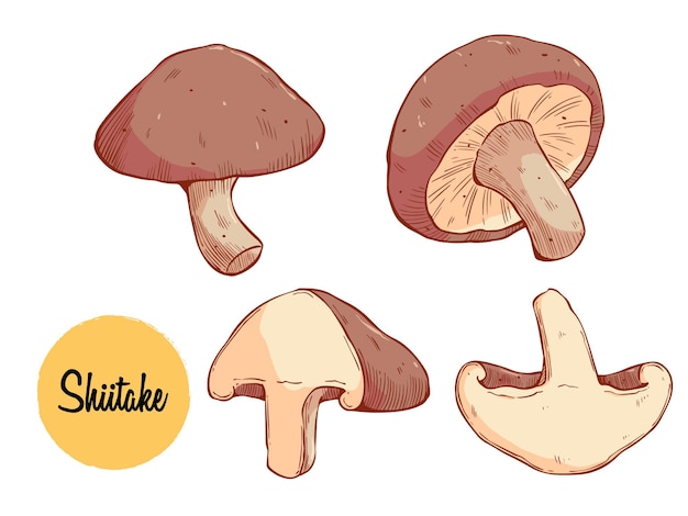 Gekleurde Aziatische Shiitake-paddenstoel of schimmels handgetekende vectorillustratie