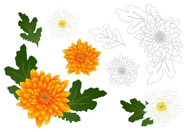 Vector gele en witte chrysanthemum overzicht