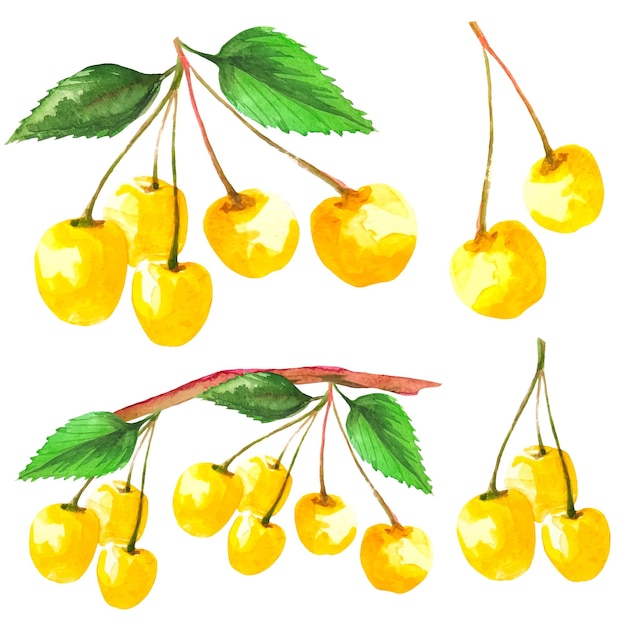 Gele kersen instellen sakura fruit vectorillustratie