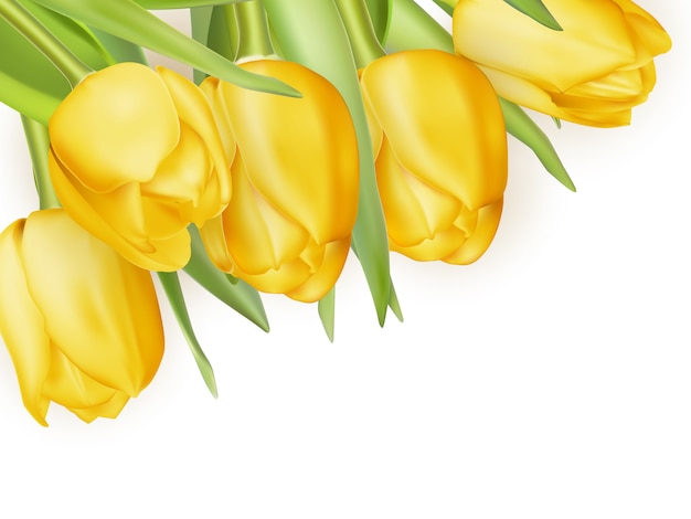 Vector gele verse tulpen op wit.