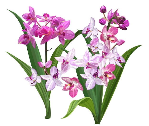 Gemalen orchideebloem illustratie