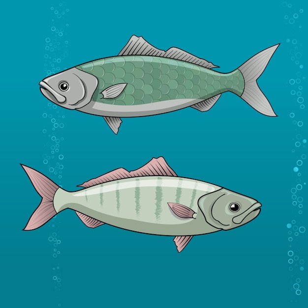 Gemeenschappelijke dace. vector illustratie