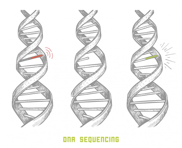 Genoomsequencing. DNA sequentie. handgetekende DNA. concept