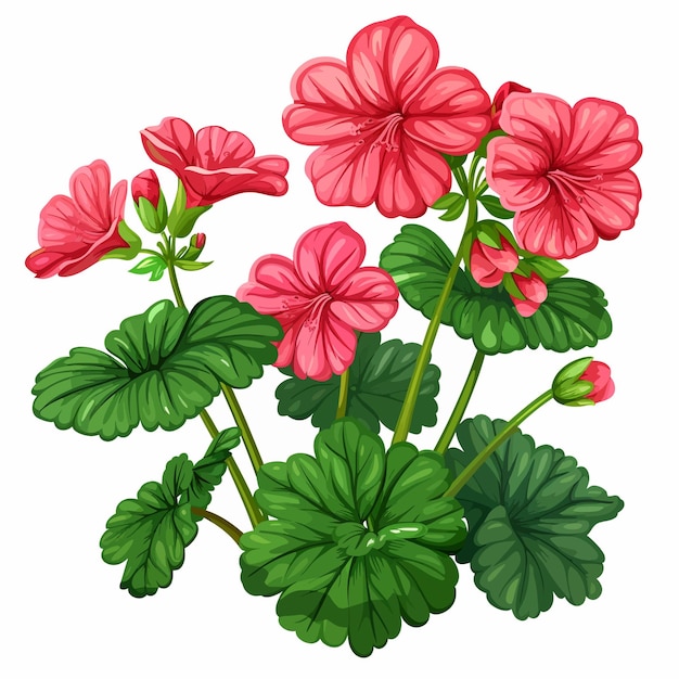 Vector geranium flowers