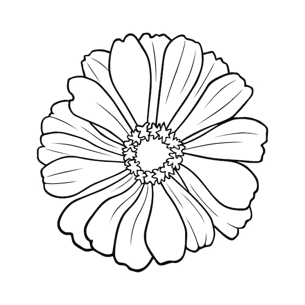 Gerbera daisy flower line art beautiful isolated hand drawn illustration