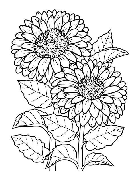 Vector gerbera flower coloring page for adults