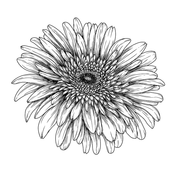 Gerbera flower in engraving style