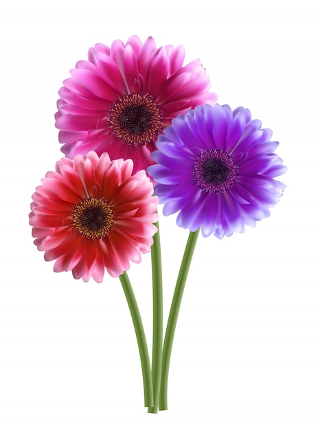 Vector gerbera flower illustration