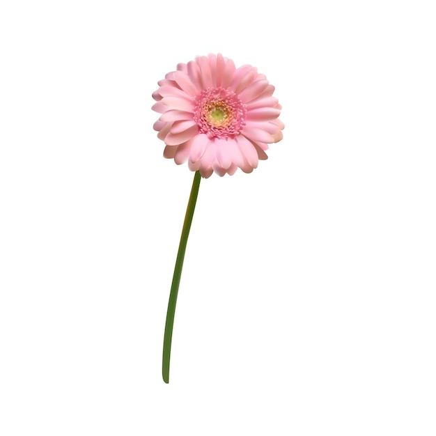 Vettore gerbera maglia isolata bellissimo fiore rosa 3d illustrazione vettore