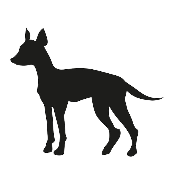 German pinscher or Doberman with uncut tail and ears black