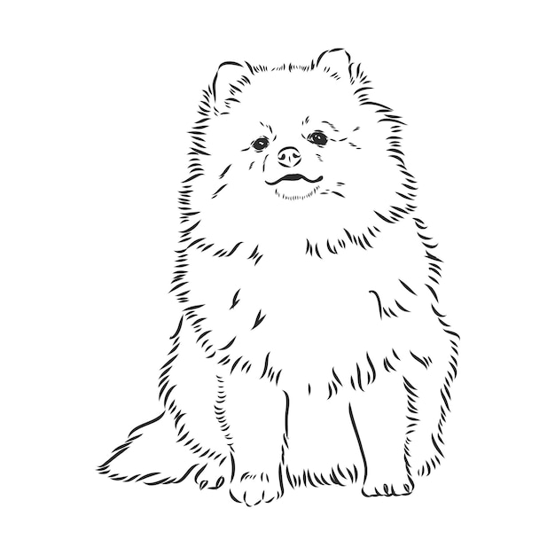 Spitz tedesco. cane di pomerania. disegnato a mano. illustrazione vettoriale schizzo vettoriale cane pomeranian