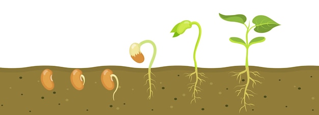 Germinazione del seme di fagiolo nelle fasi di crescita del suolo delle piantine in agricoltura