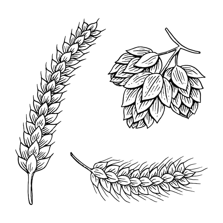 Vector gerst en tarwe, mout en hop. bier van oktoberfest. gegraveerd in inkt hand getrokken in oude schets en vintage stijl voor web- of pubmenu. element op witte achtergrond.