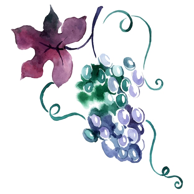 Vector geschilderde aquarel druif. vector illustratie