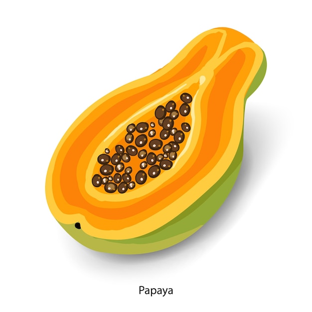 Vector gesneden papaya cartoon vectorillustratie rijp tropisch fruit halve papaya met zaden geïsoleerd