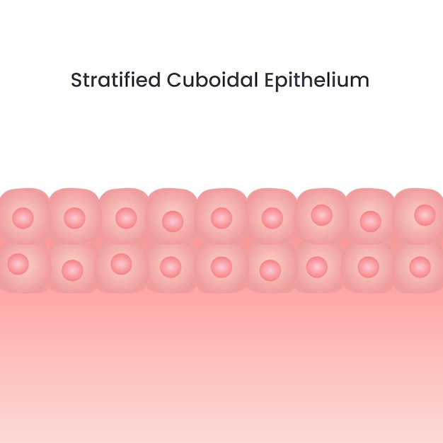 Gestratificeerde kubusvormige epitheelcel vector achtergrond illustratie