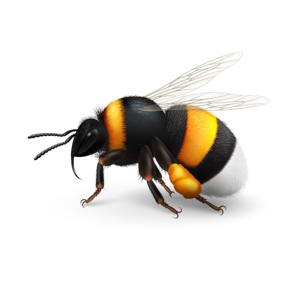 Vector gestreepte hommel