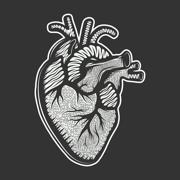 Getekende schets van anatomisch hart