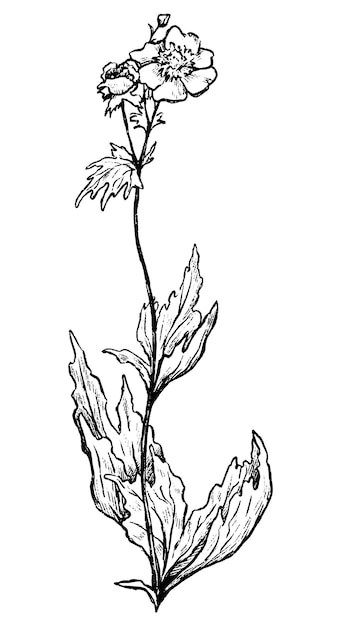 Geum rivalewateravens野生の花手描きベクトルイラストフィールド植物の植物スケッチヴィンテージアウトラインクリップアート白で隔離