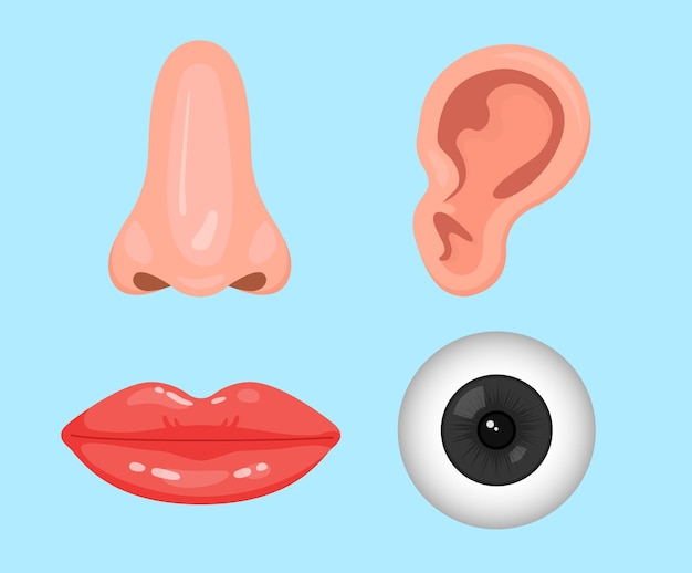 gezicht deel illustratie set lichaam oog neus oor muis Vector tekening Handgetekende stijl