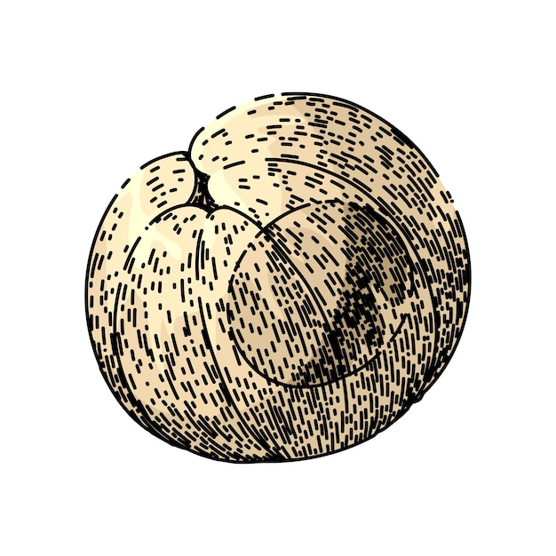 Vector gezonde longan fruit hand getrokken organische rijpe verse natuur plant tropische gezonde longan fruit vector schets geïsoleerde kleur illustratie