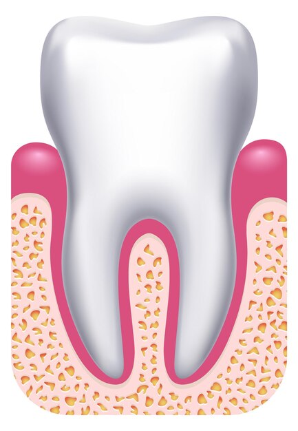 Gezonde tandillustratie tandanatomie medische illustratie