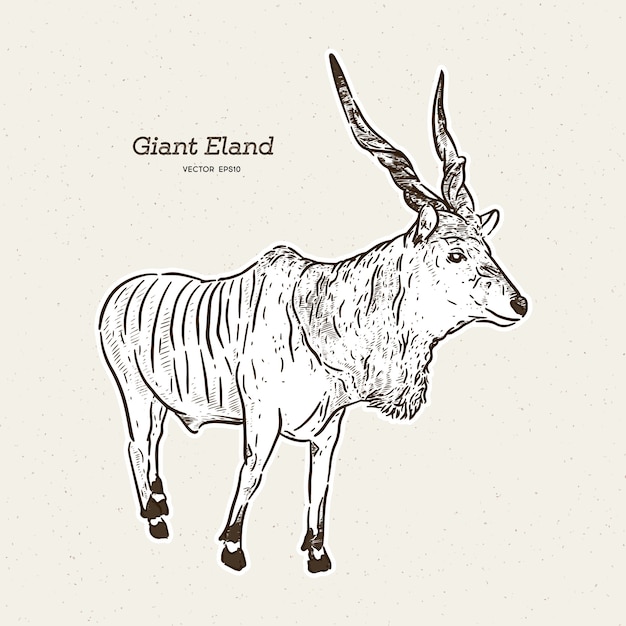 Vector the giant eland, hand draw sketch