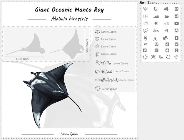 Giant Manta ray infographic