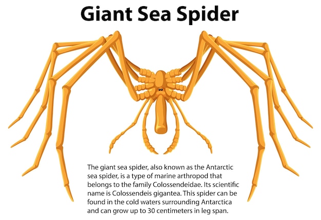 Giant sea spider with informative text