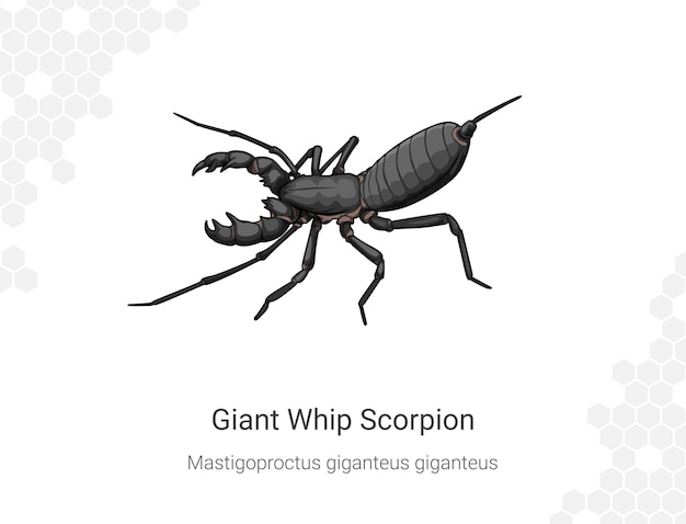 Vector giant whip scorpion mastigoproctus giganteus giganteus illustration