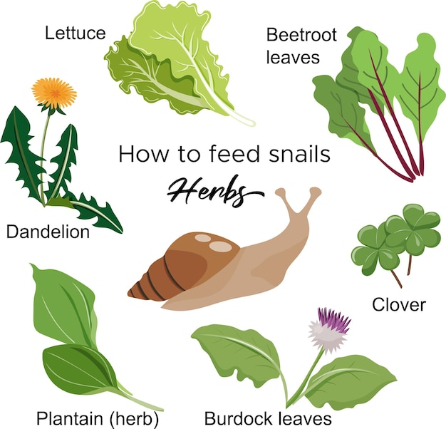 Gids voor het voeren van slakken Kruiden die slak kan eten Vectorontwerp voor website voor dierenwinkels voor slakkenverzorging