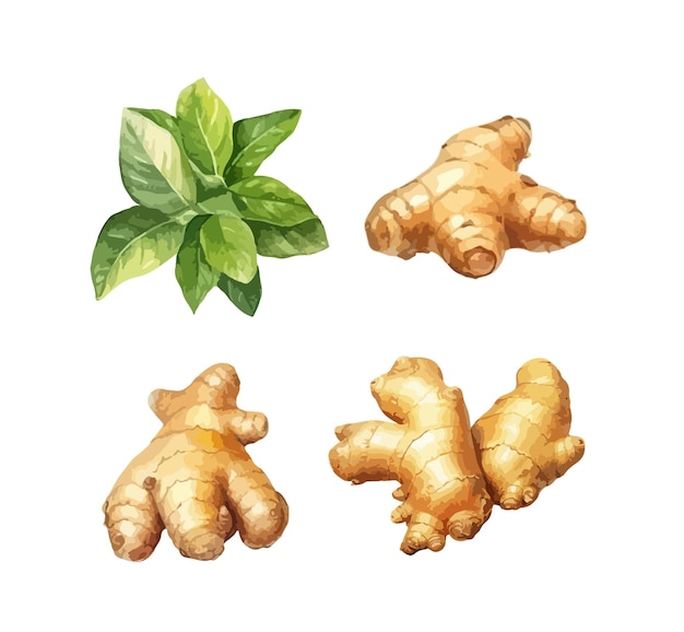 Ginger clipart isolated vector illustration