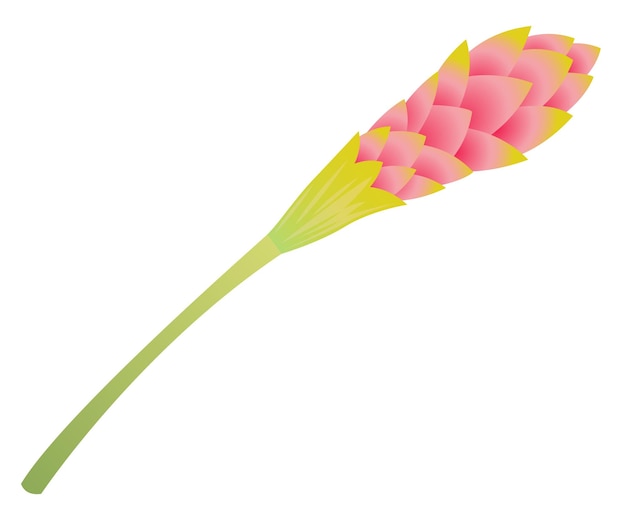 Vector ginger flower. exotic tropical plant with pink blossom