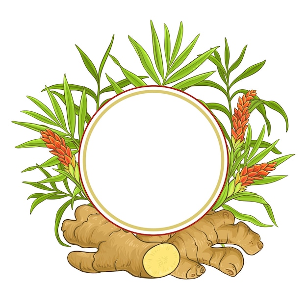 ginger plant vector frame on white background