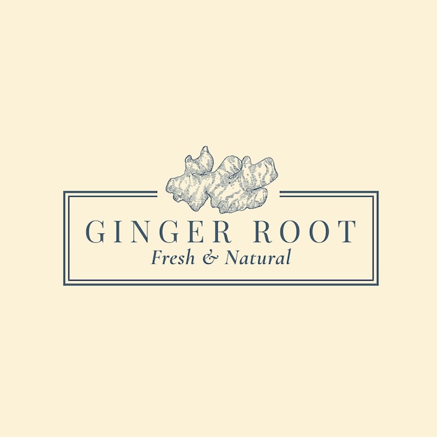 Ginger Root Abstract Vector Sign Symbol or Logo Template Hand Drawn Plant Sillhouette Sketch with Elegant Retro Typography and Frame Vintage Luxury Emblem