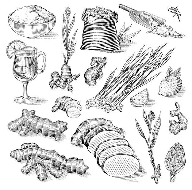 ginger root chopped rhizome fresh plant bag and tea in glass cup vector engraved hand drawn sketch